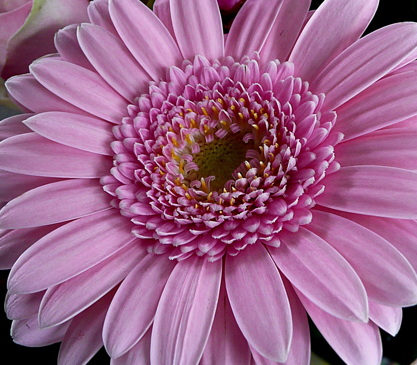 Gerbera