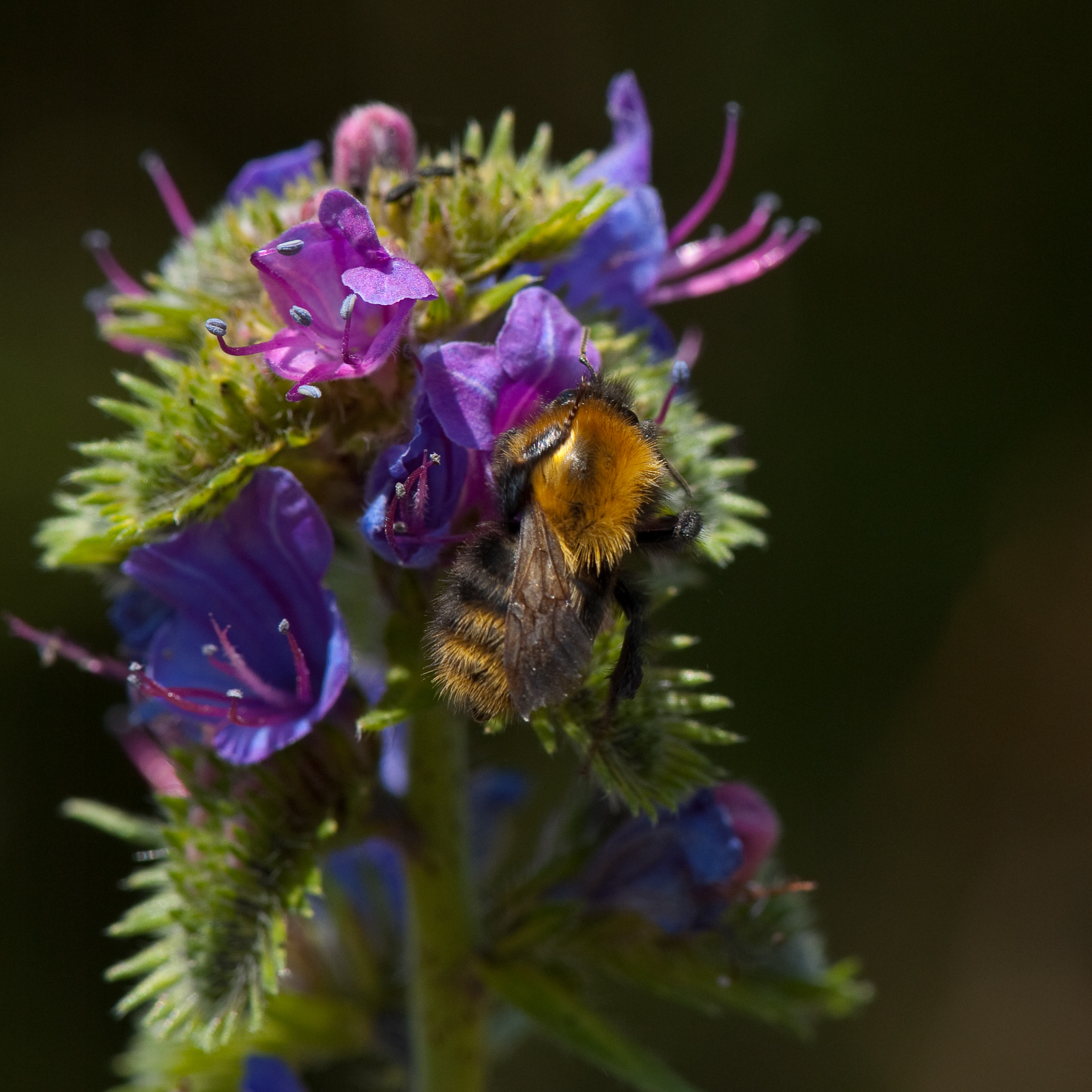 Hommel