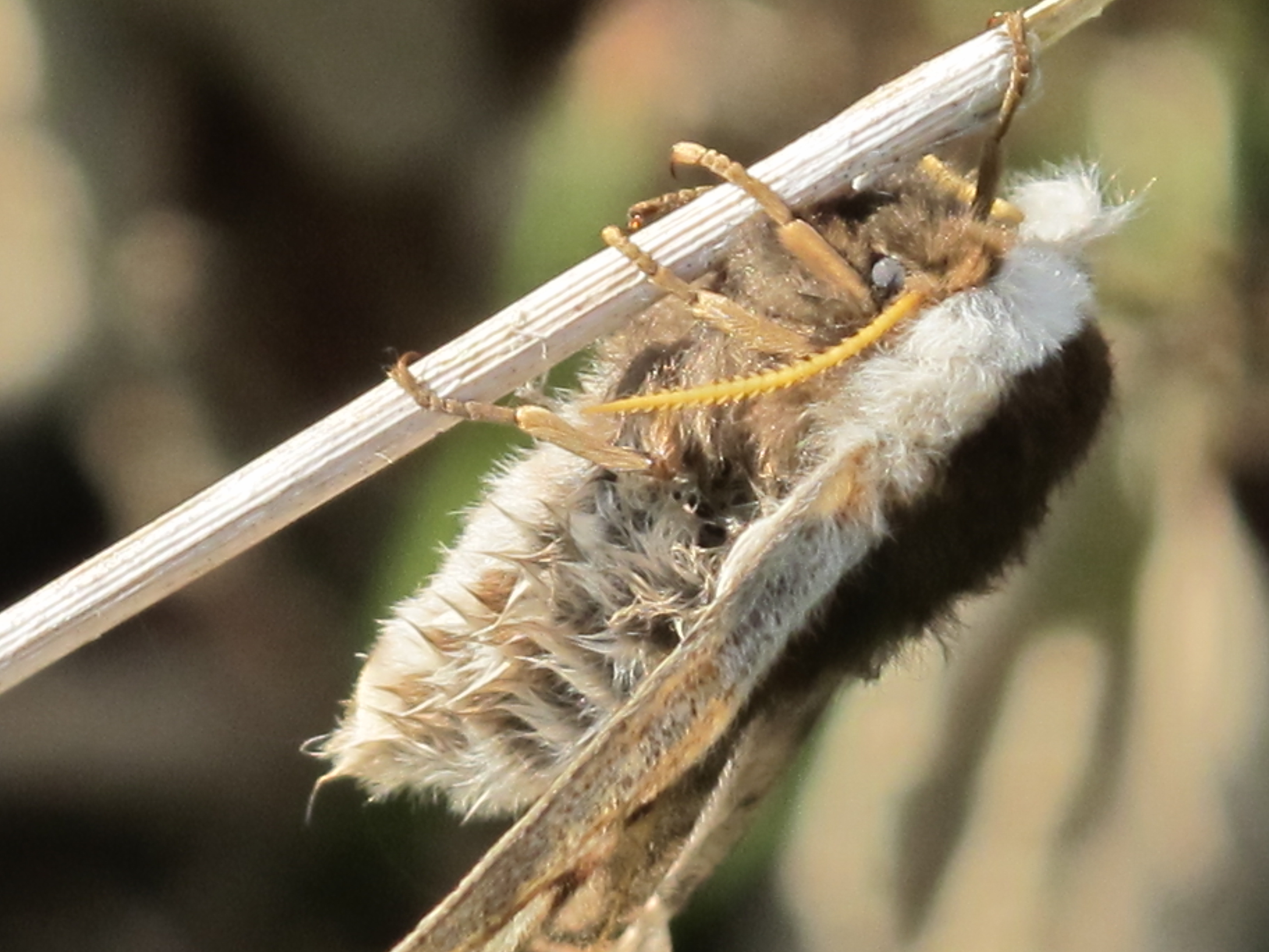 Nachtpauwoog (vrouwtje)