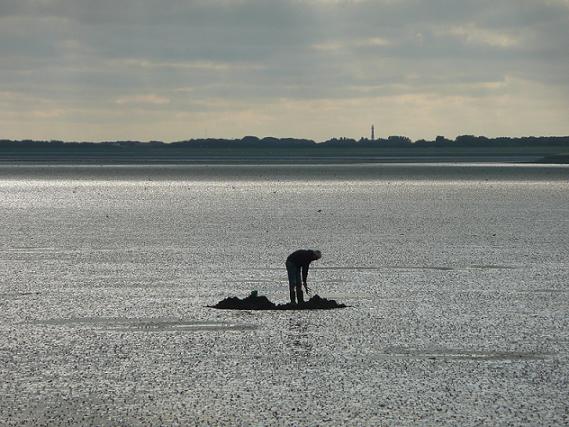Pieren steken op het wad