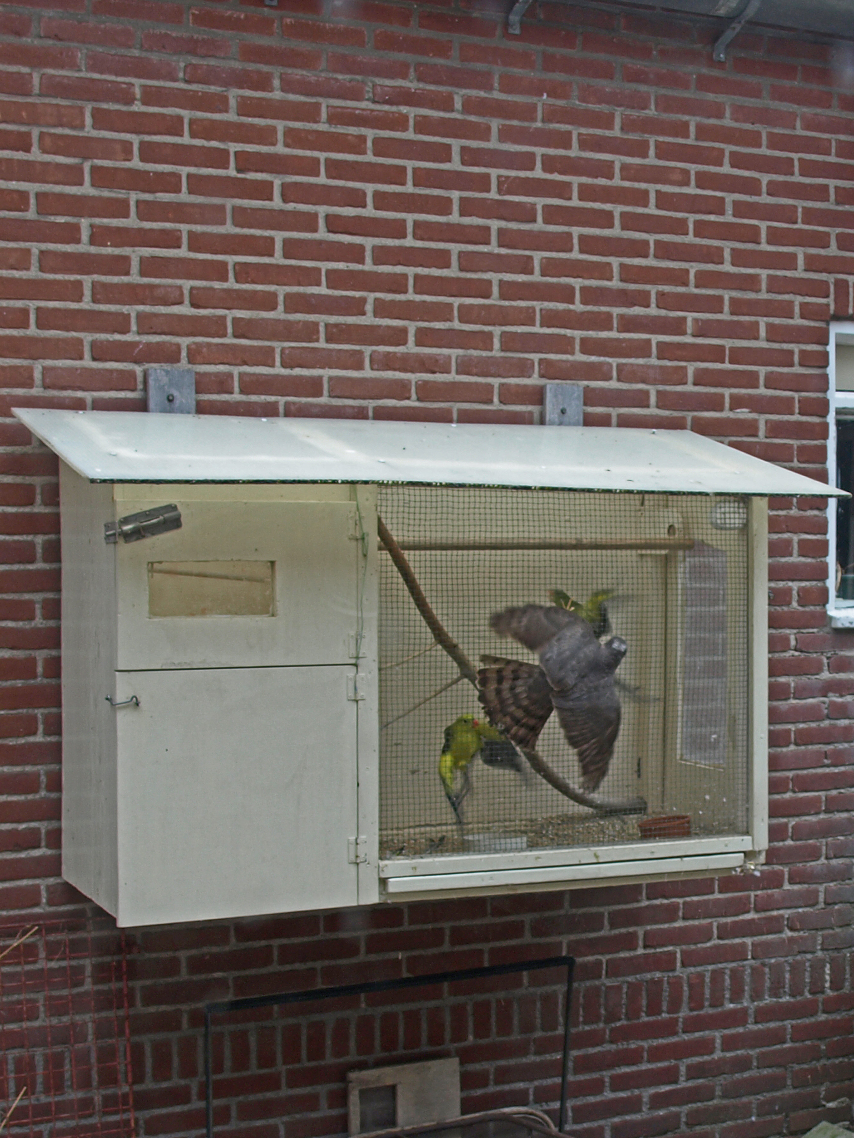 Sperwer valt zonparkieten aan.