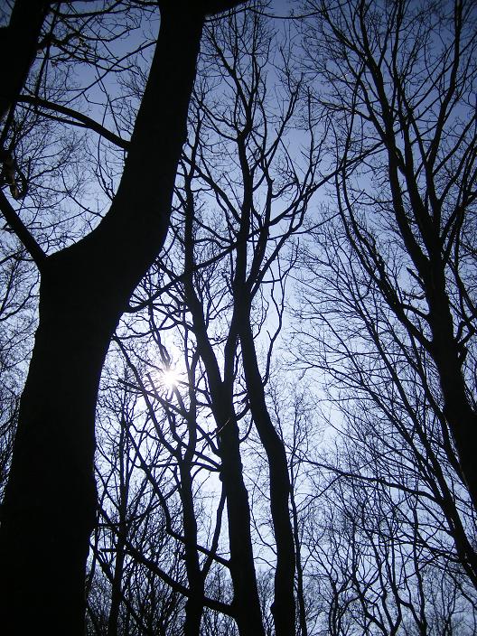 Kale bomen