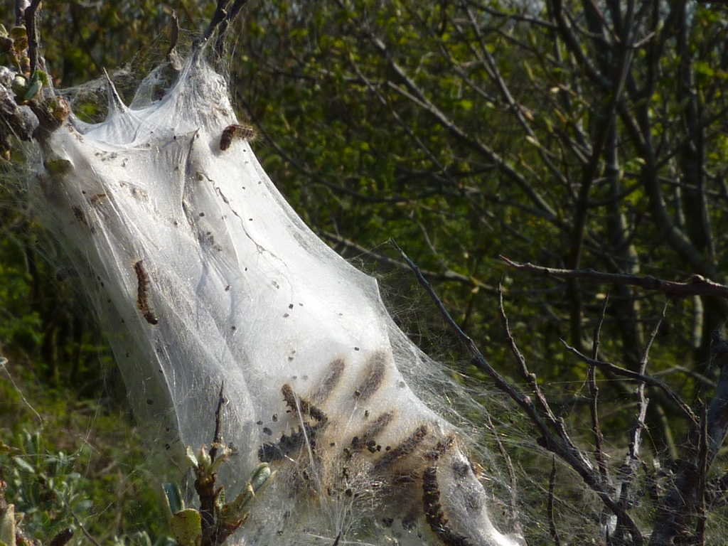 griezelen op Zoutelande