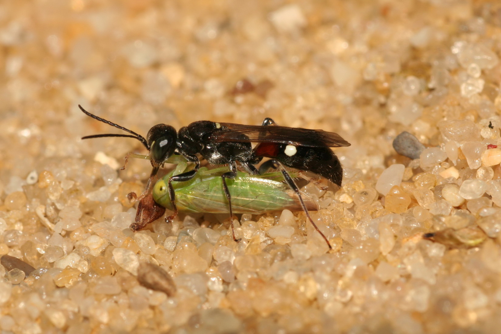 graafwesp Alysson spinosus met buit