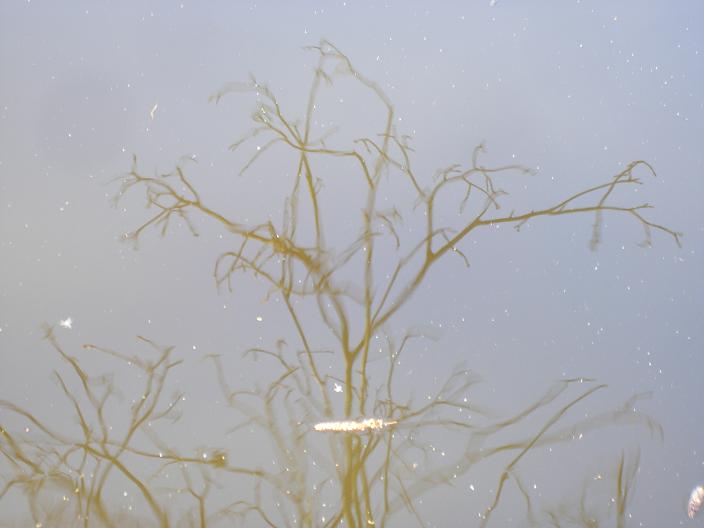 weerspiegeling