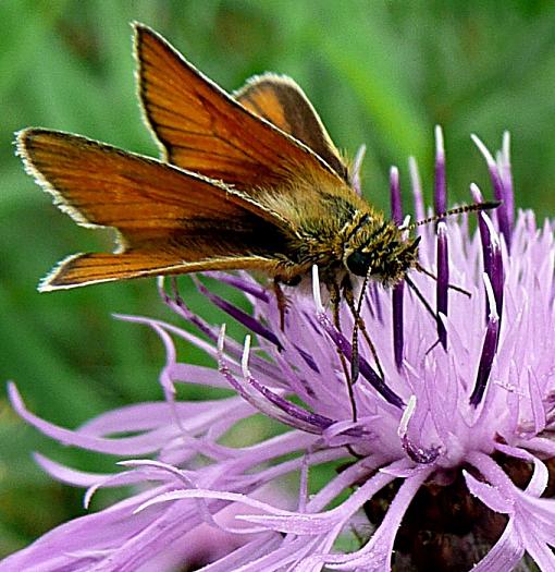 Zwartsprietdikkopje op knoopkruid