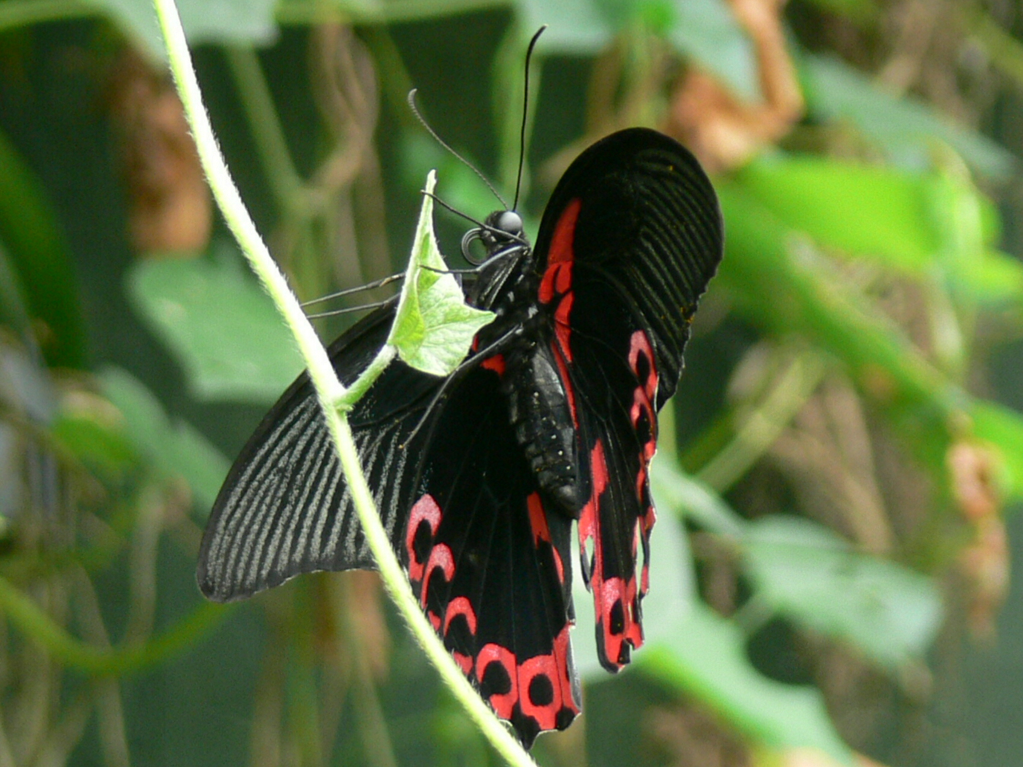  Scarlet swallowtail (Papilio rumanzovia)