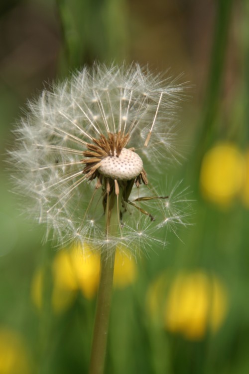 holfvolle/lege paardenbloem