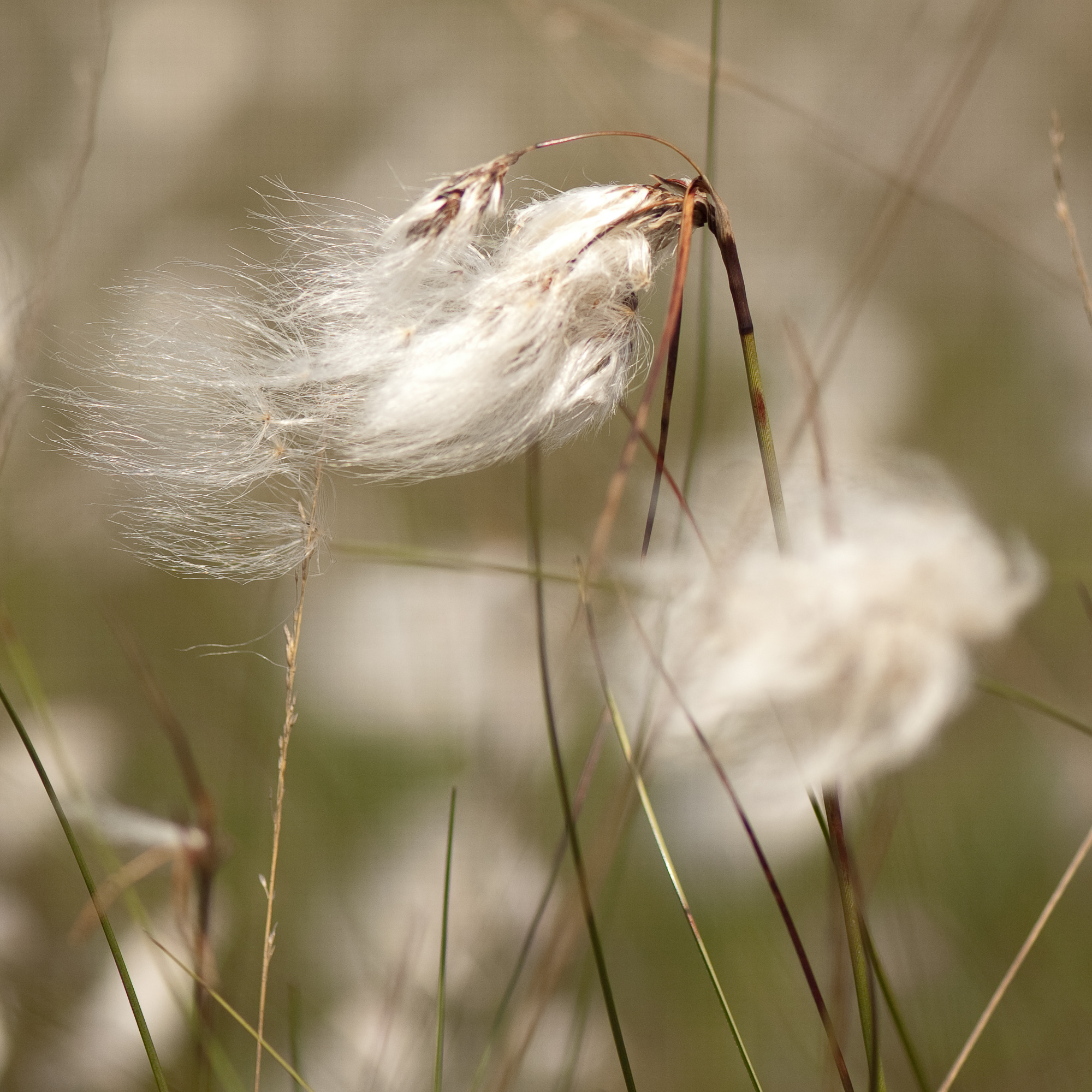 Veenpluis in de wind