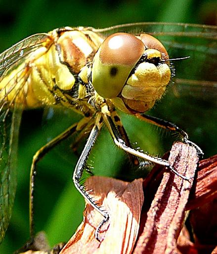 Steenrode heidellibel