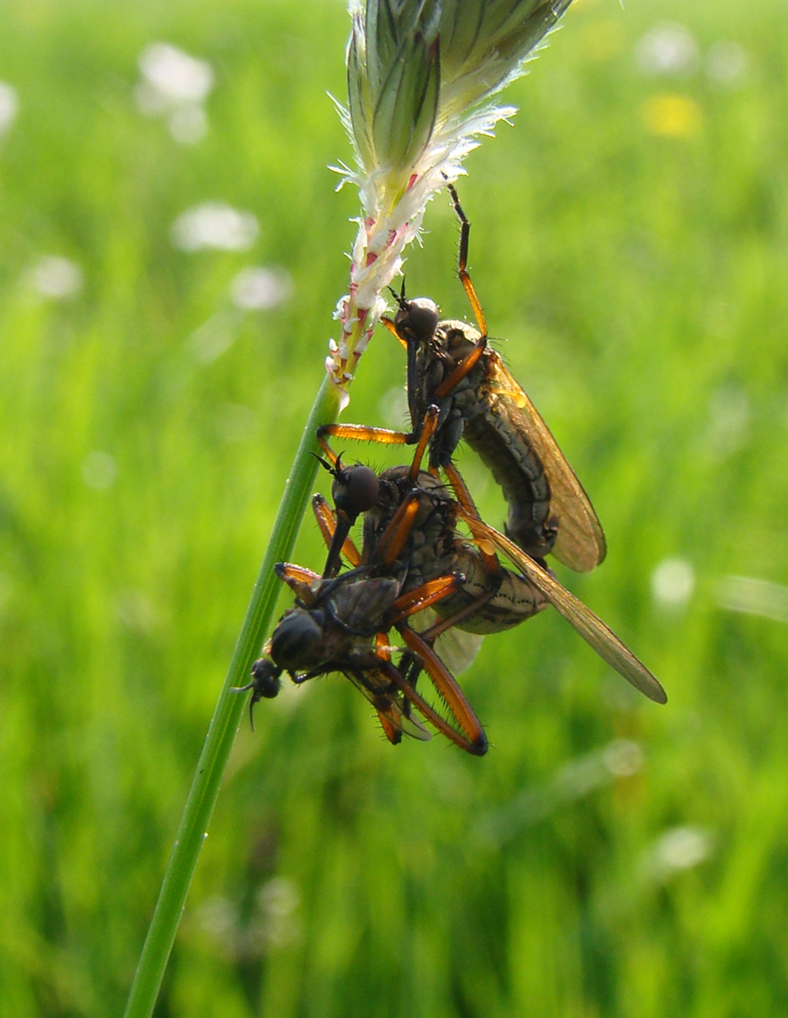 acrobatiek aan een grasspriet