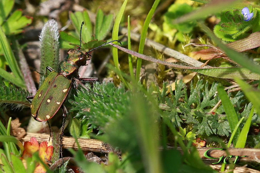groene zandloper