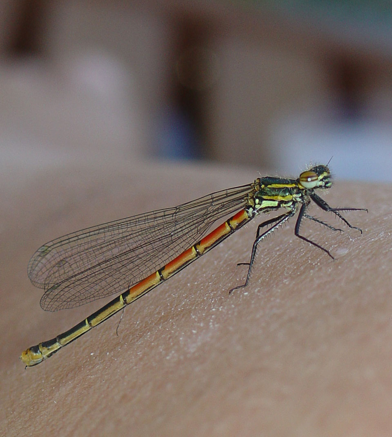 mooi rood is niet lelijk...!