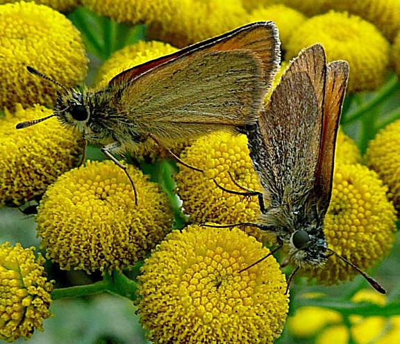 Zwartsprietdikkopjes op boerenwormkruid