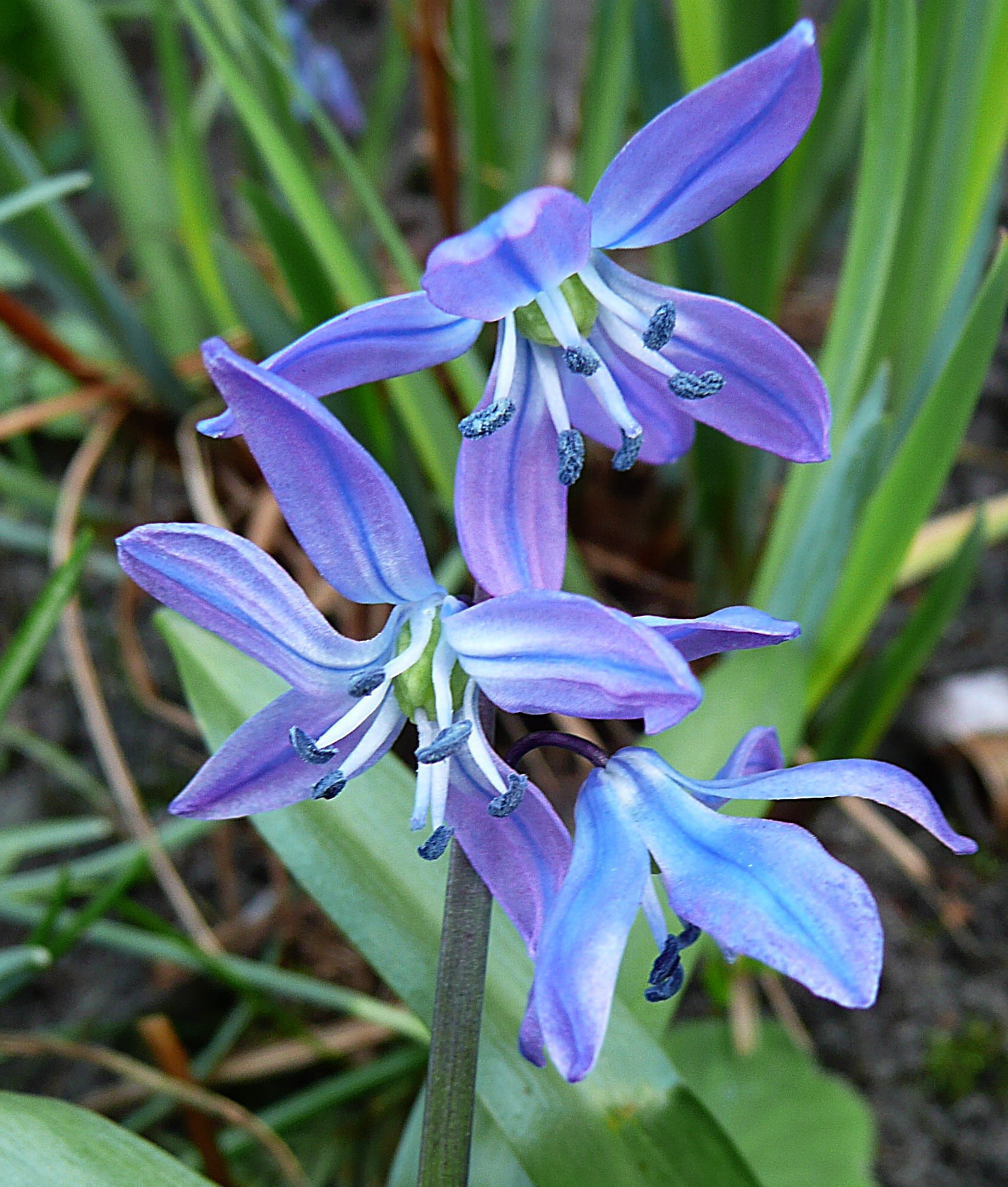 Oosterse sterhyacint