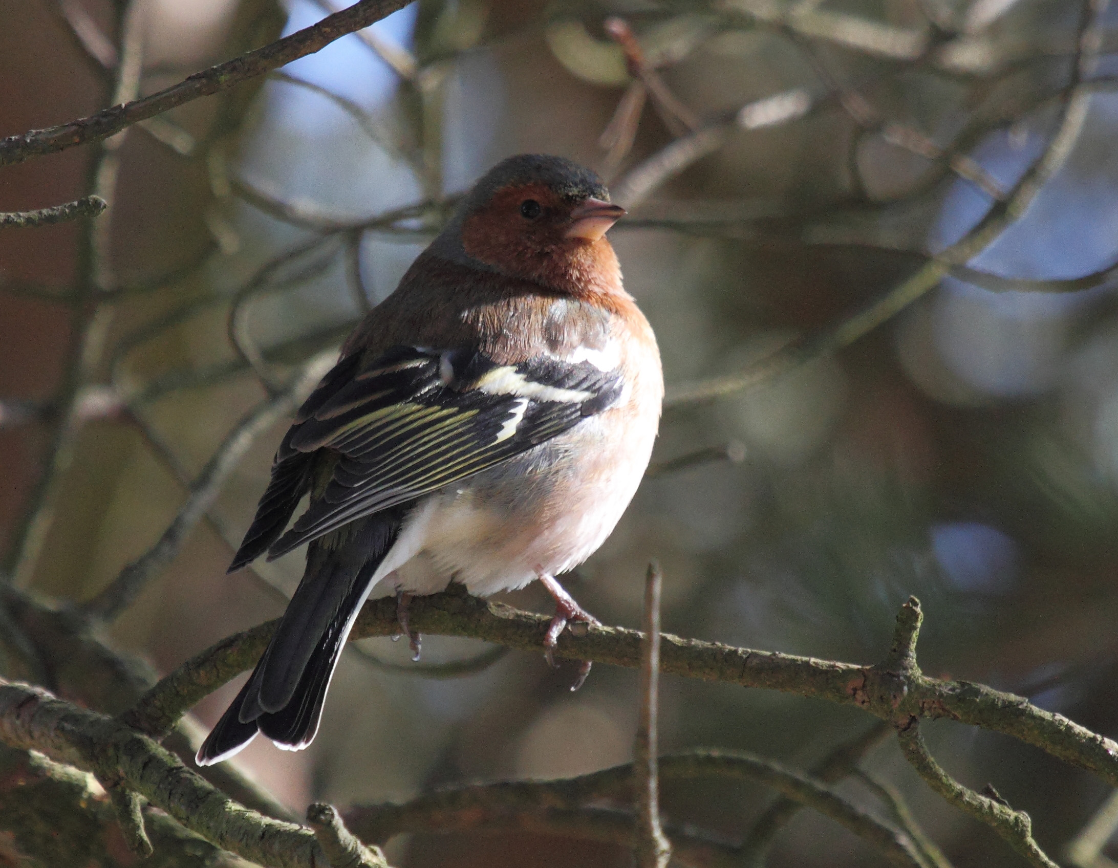 Vink
