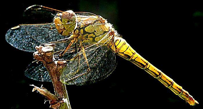 Steenrode heidelibel