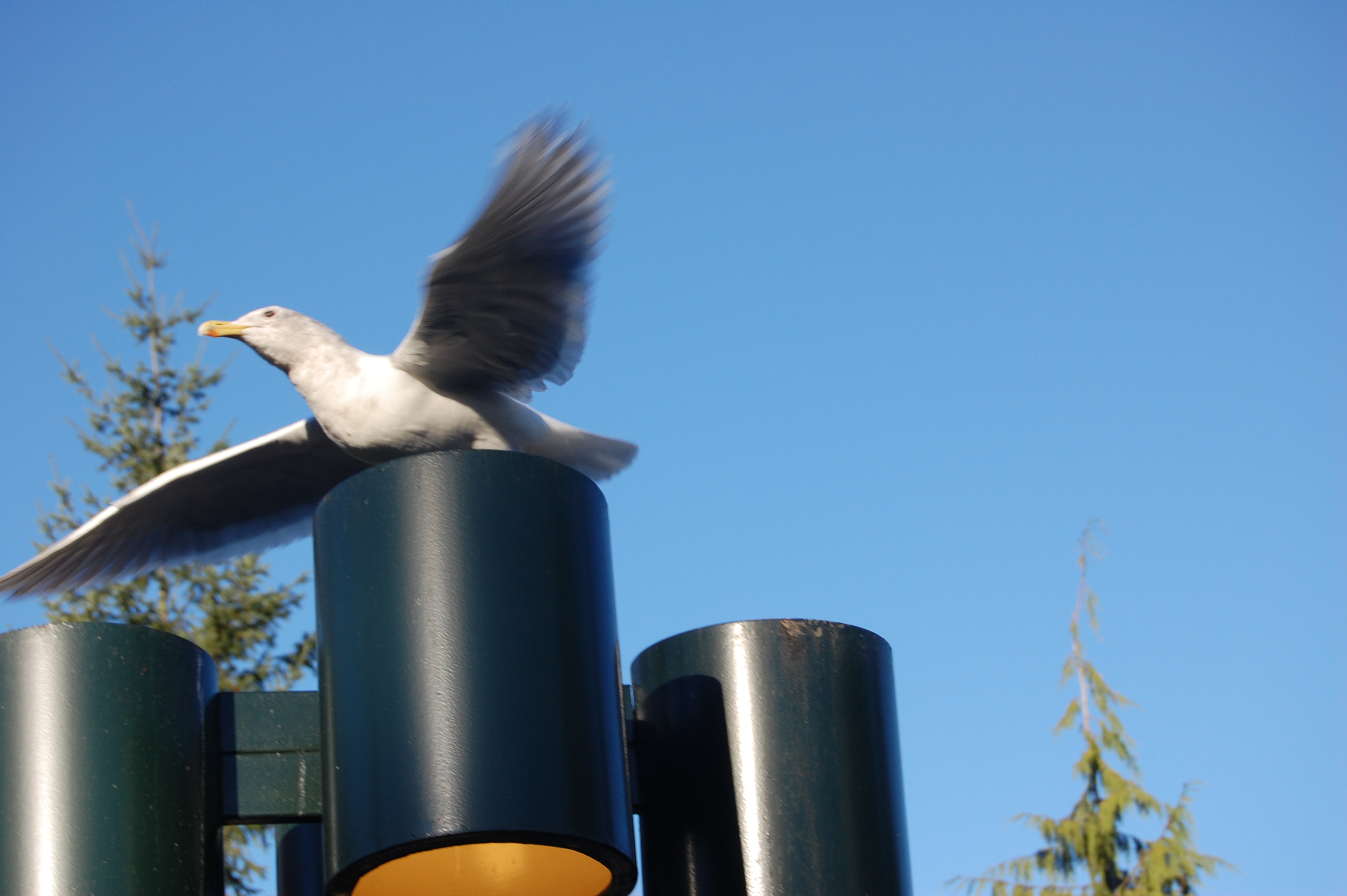 A Gull in Stanley Park