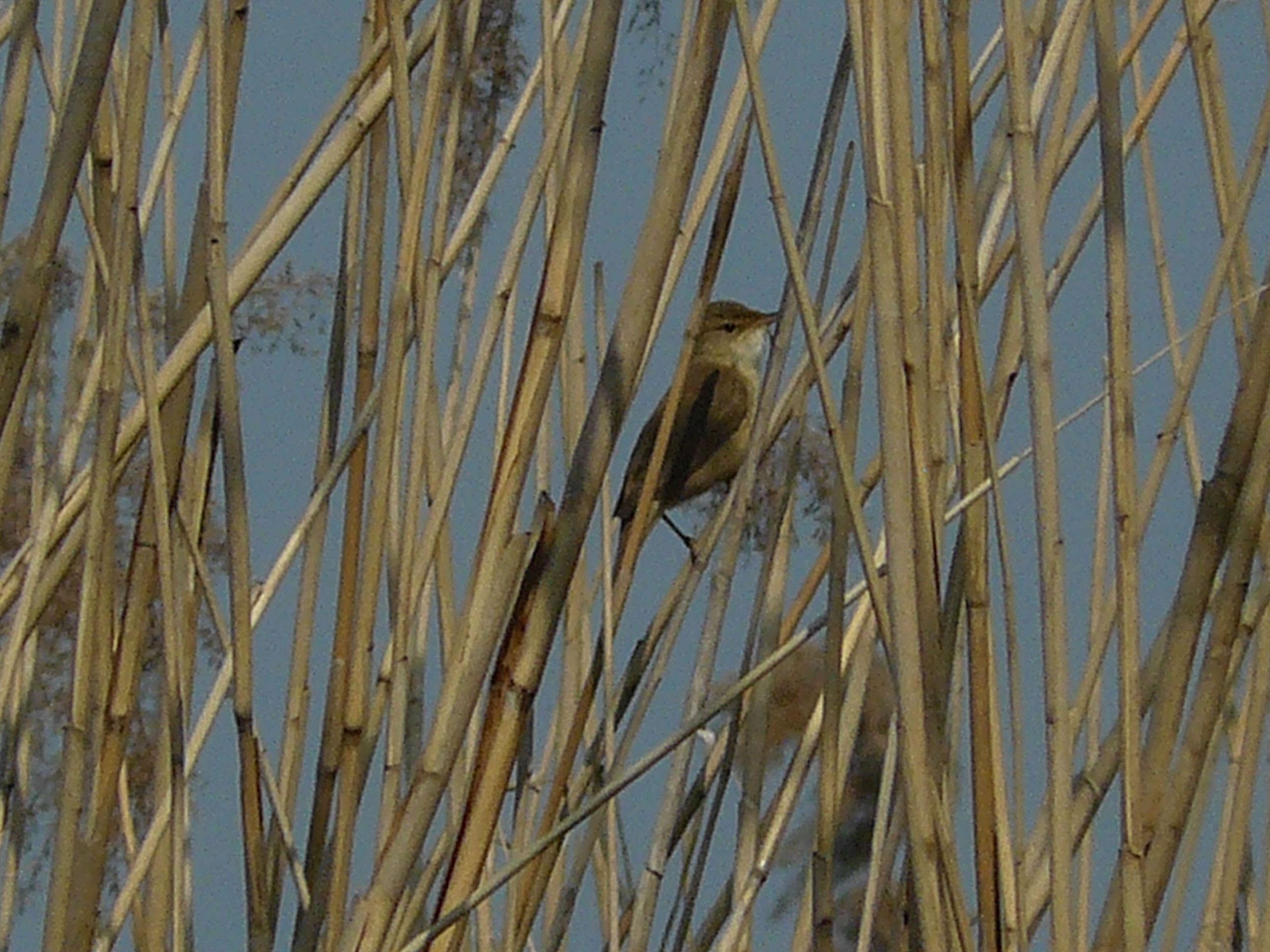 verstopt tussen het riet