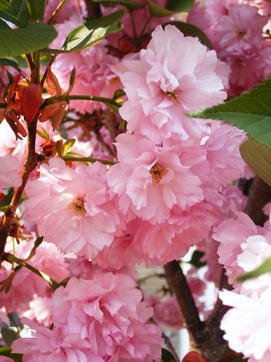 bloesems