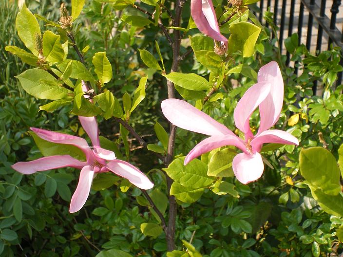 magnolia
