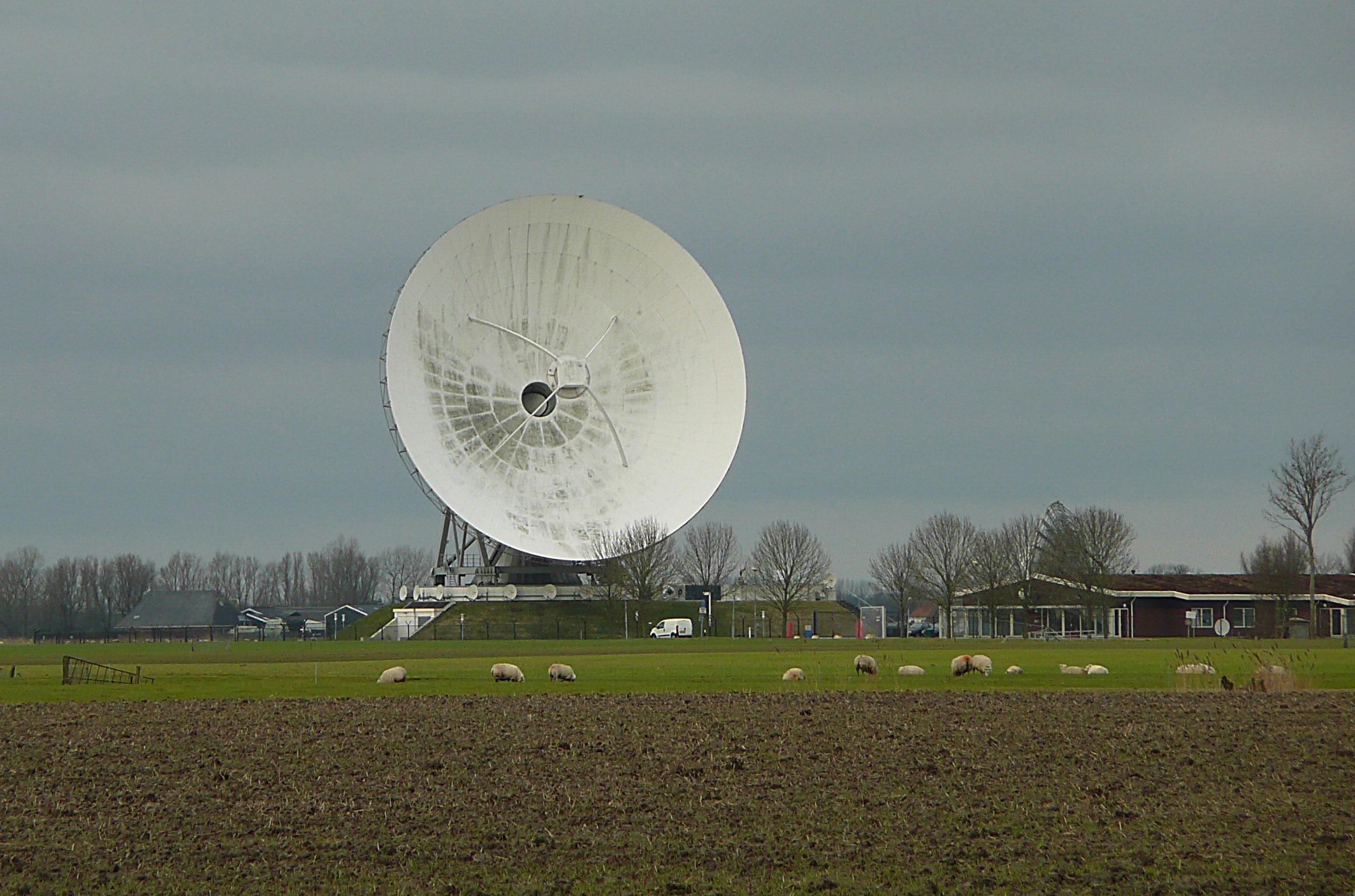 Groot oor in landschap Burum