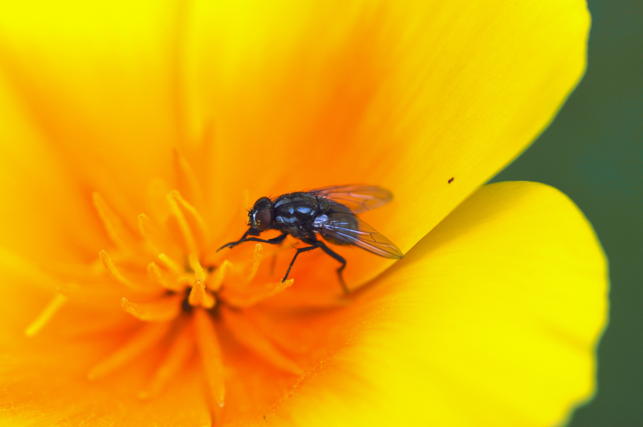 mug in het hart van een slaapmutsje