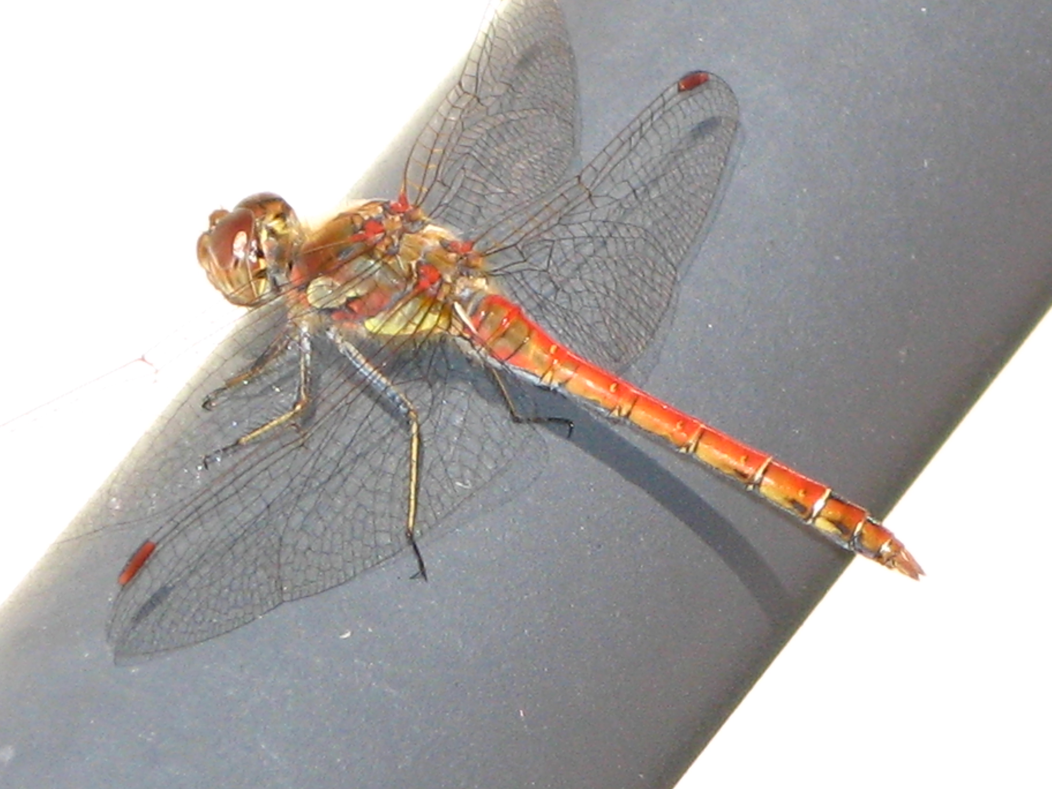 macro