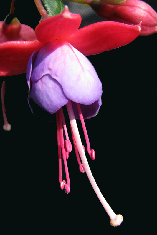 Wie wil er een stekkie....