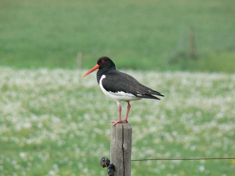 Scholekster op de uitkijk.