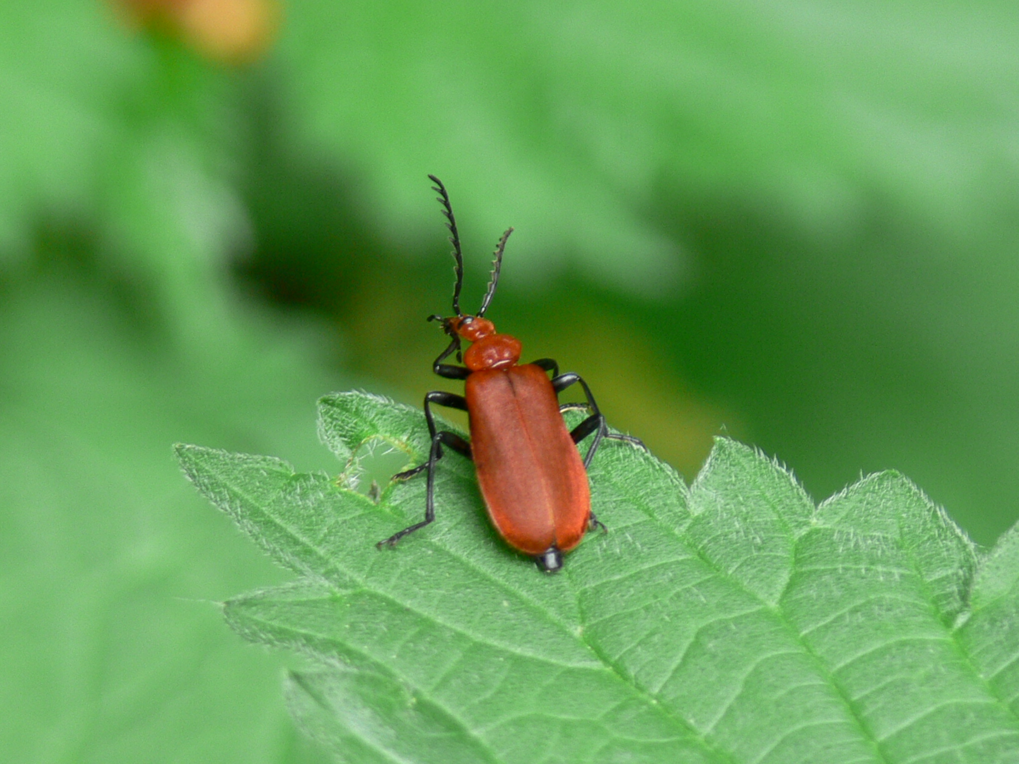 Mmmmm, was het nu links of rechts af???