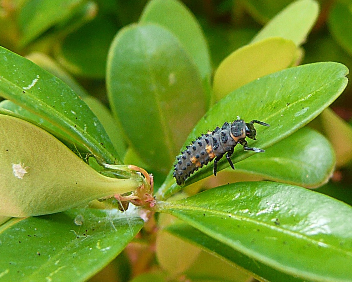 Zevenstippelig lieveheersbeestje nimf