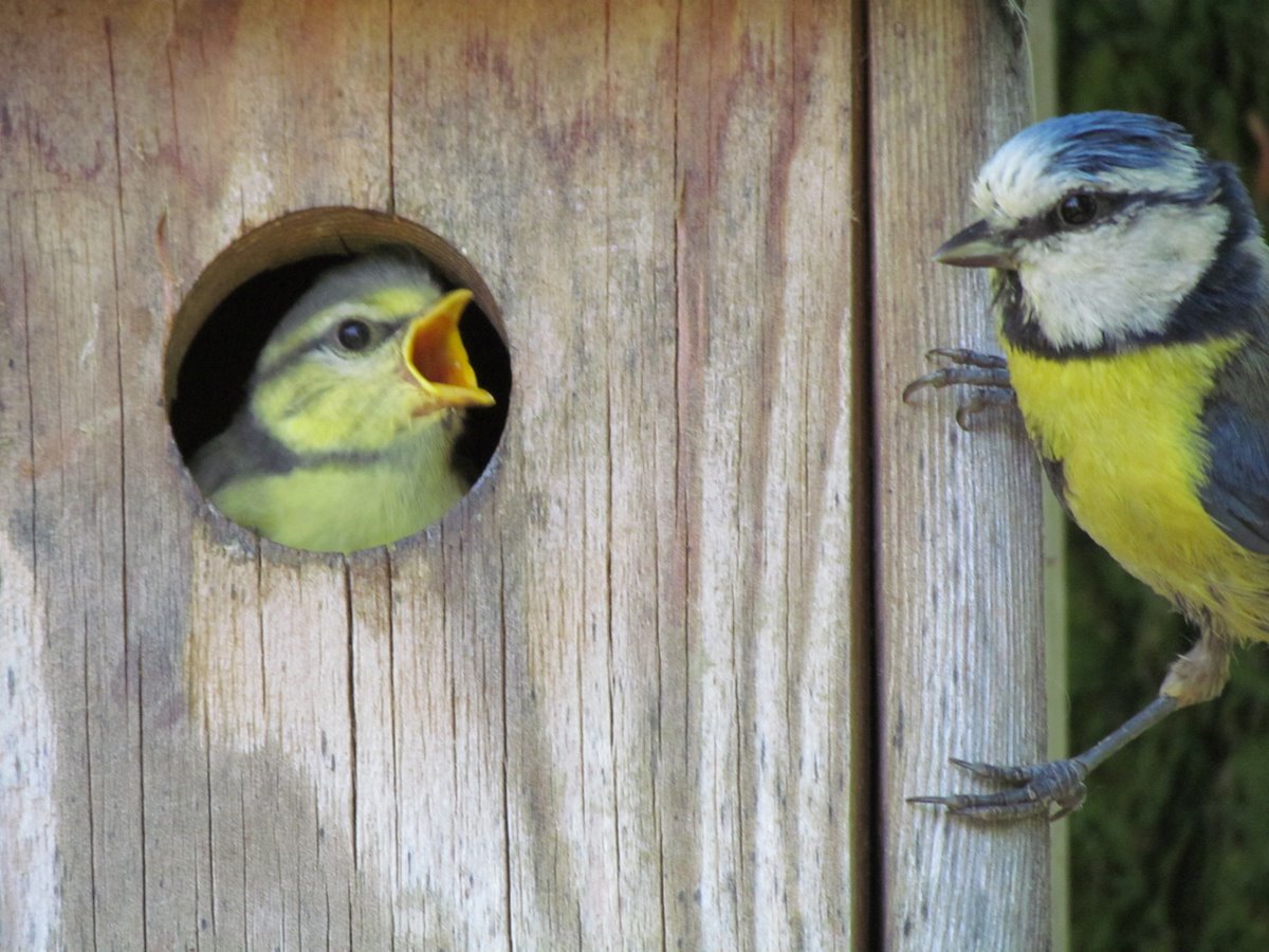 Pimpelmees wordt gevoerd