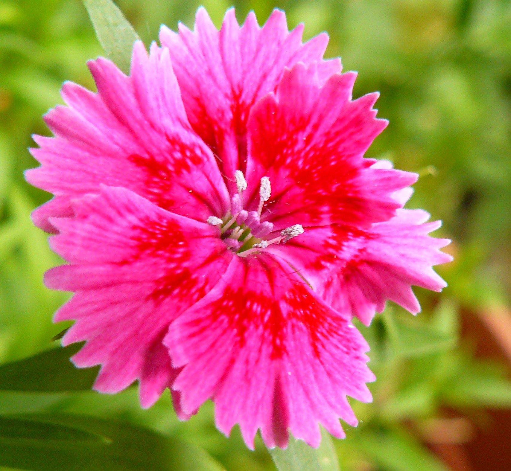 mini anjer/ snuffeltje