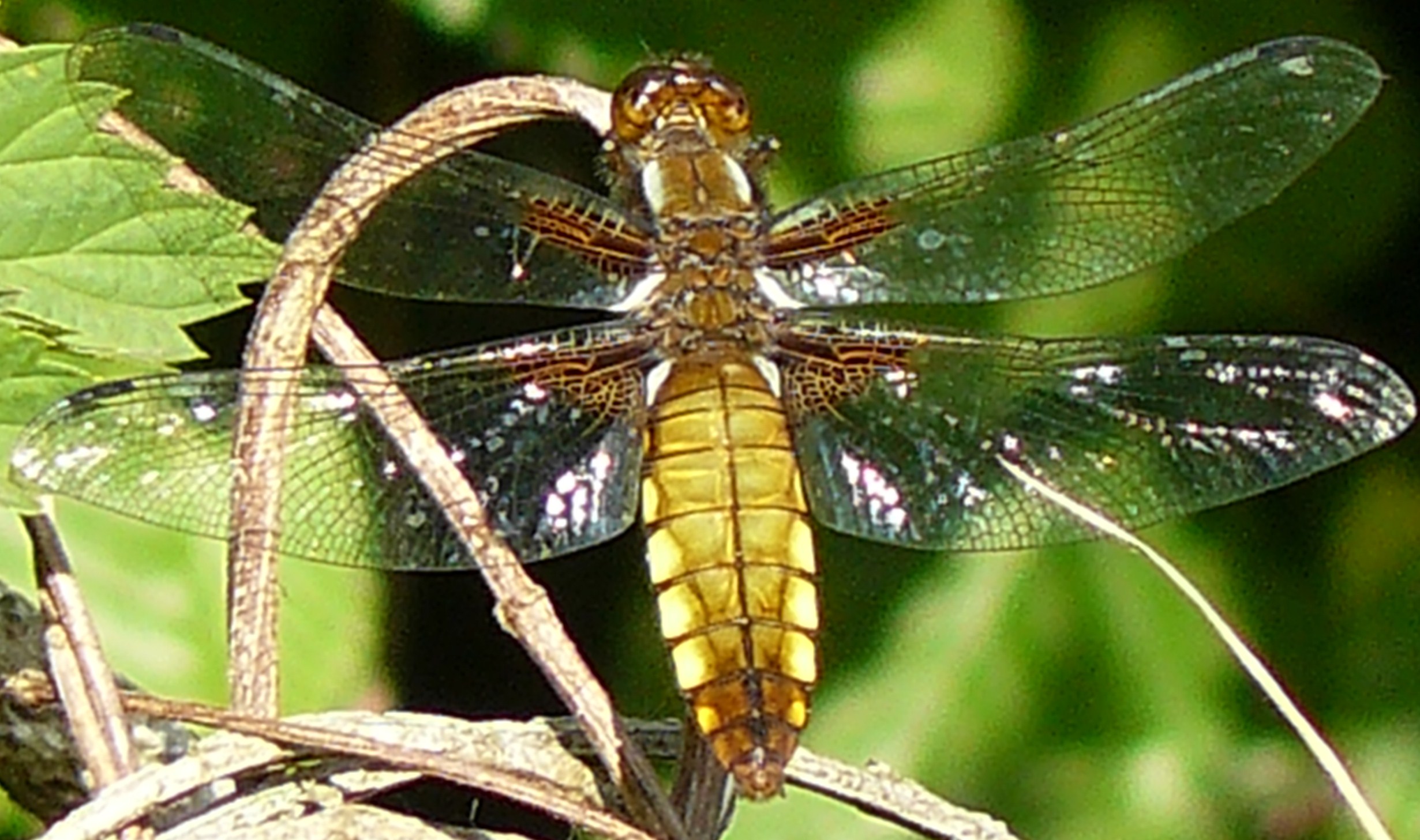 LIBELLULA depressa