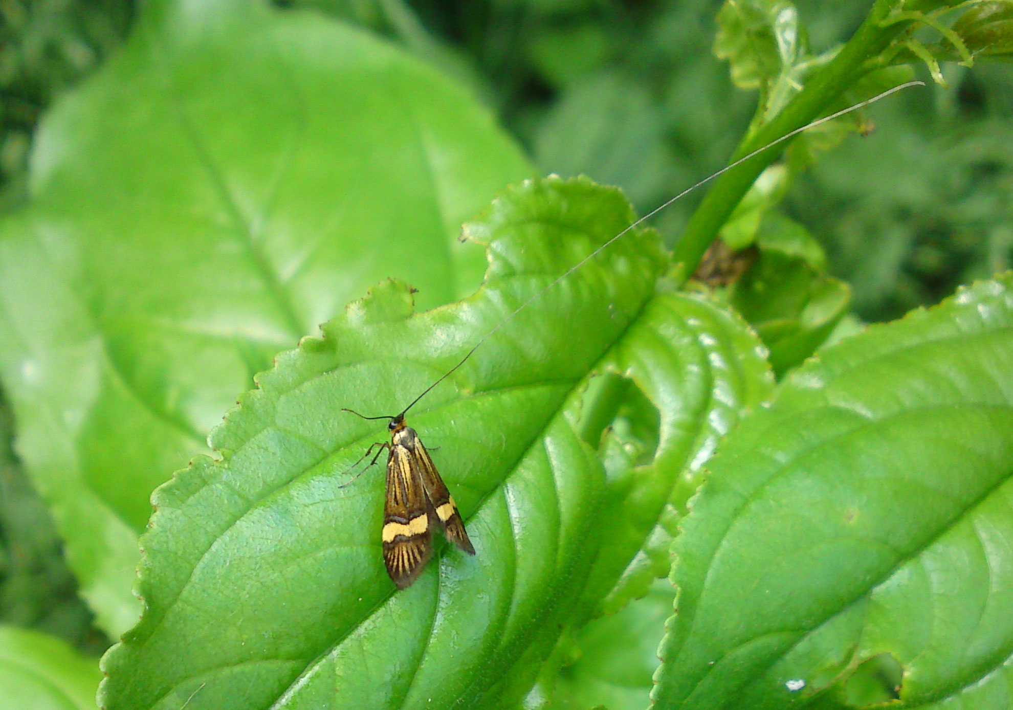 geelbandlangsprietmot (Nemophora degeerella) 