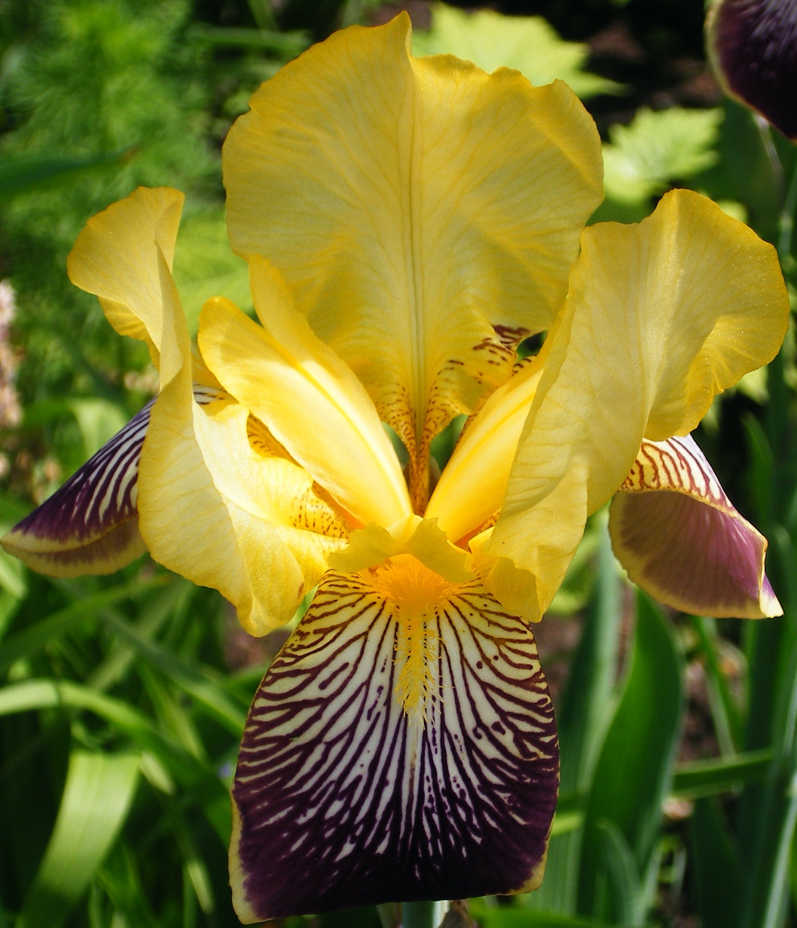 Iris
