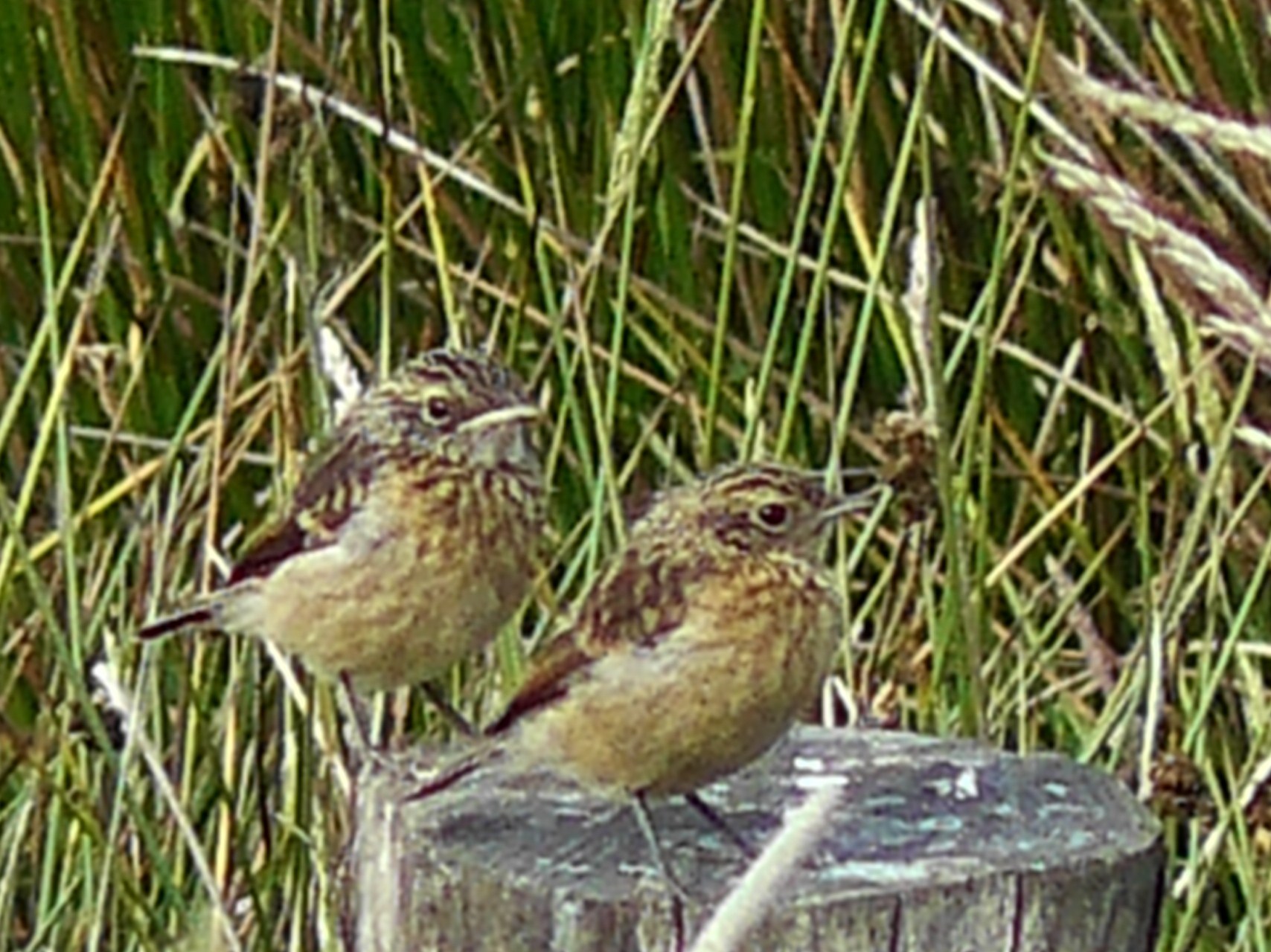 2 kleine zangers op paal