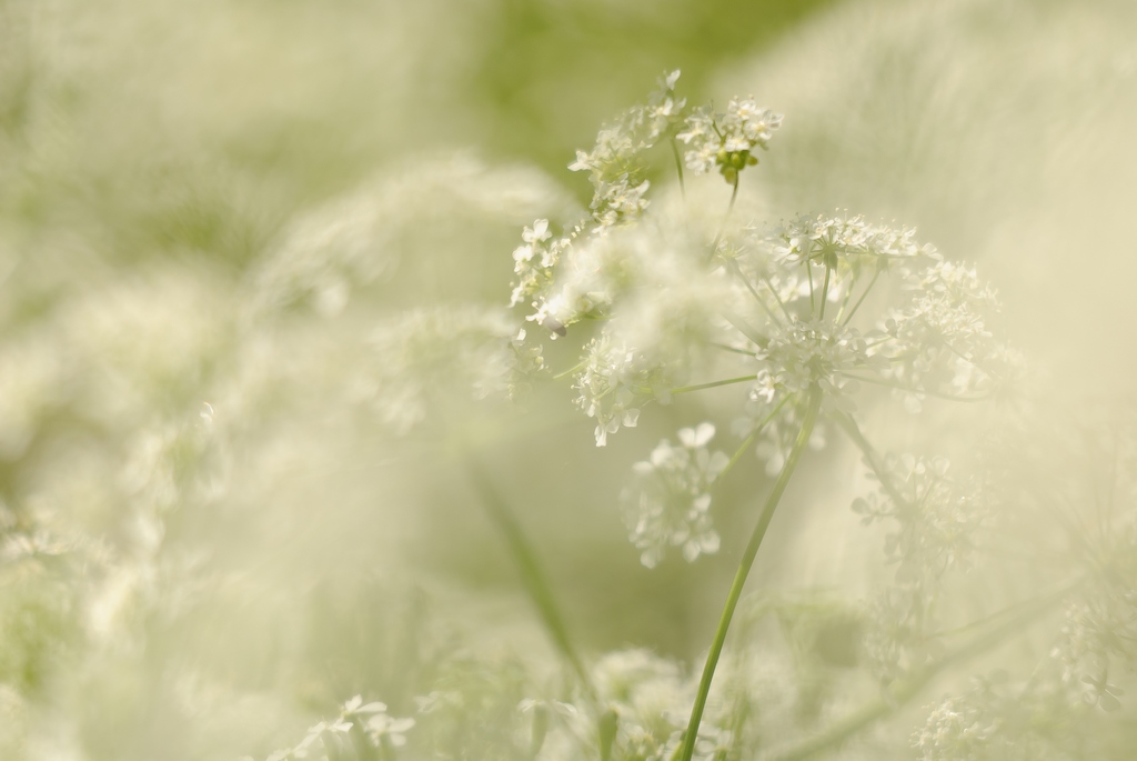 fluitenkruid (Anthriscus sylvestris)