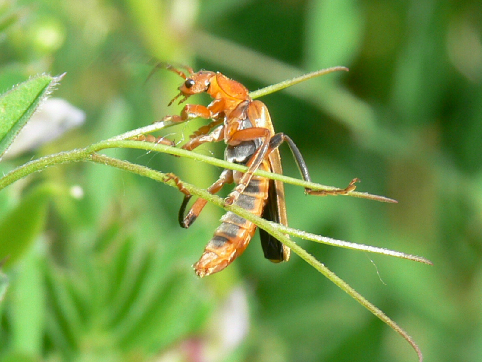 Soldaten acrobatiek.