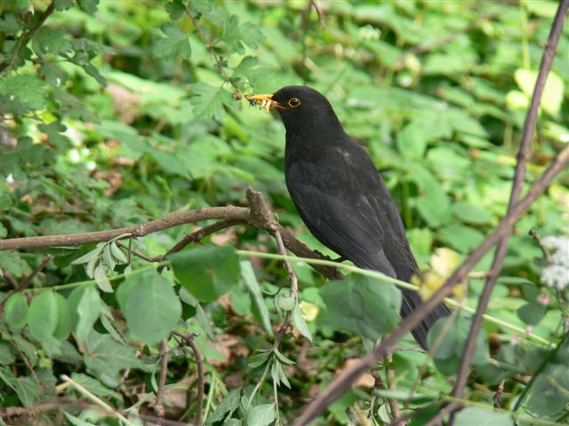 Merel met snavel vol voer.