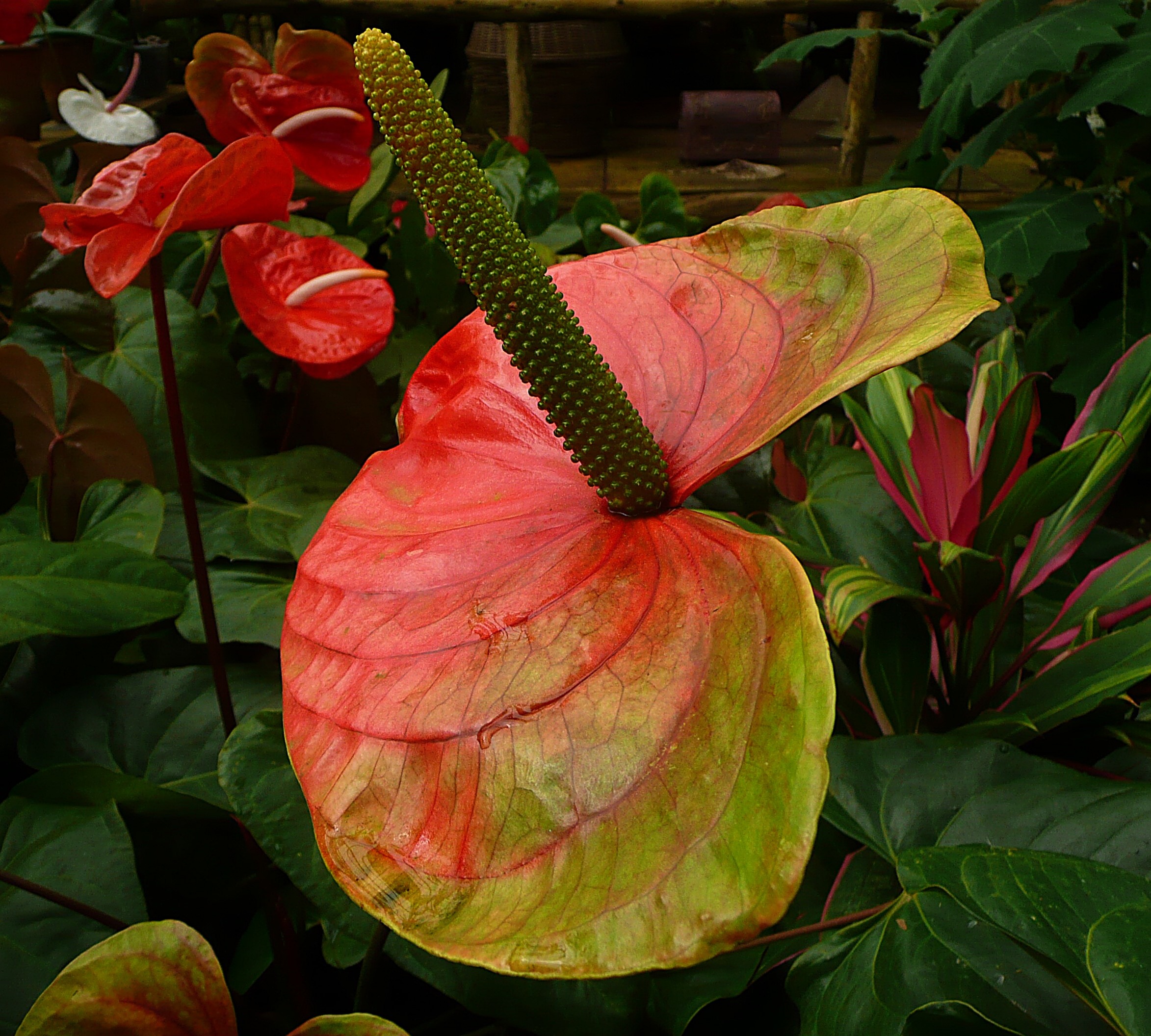 Anthurium