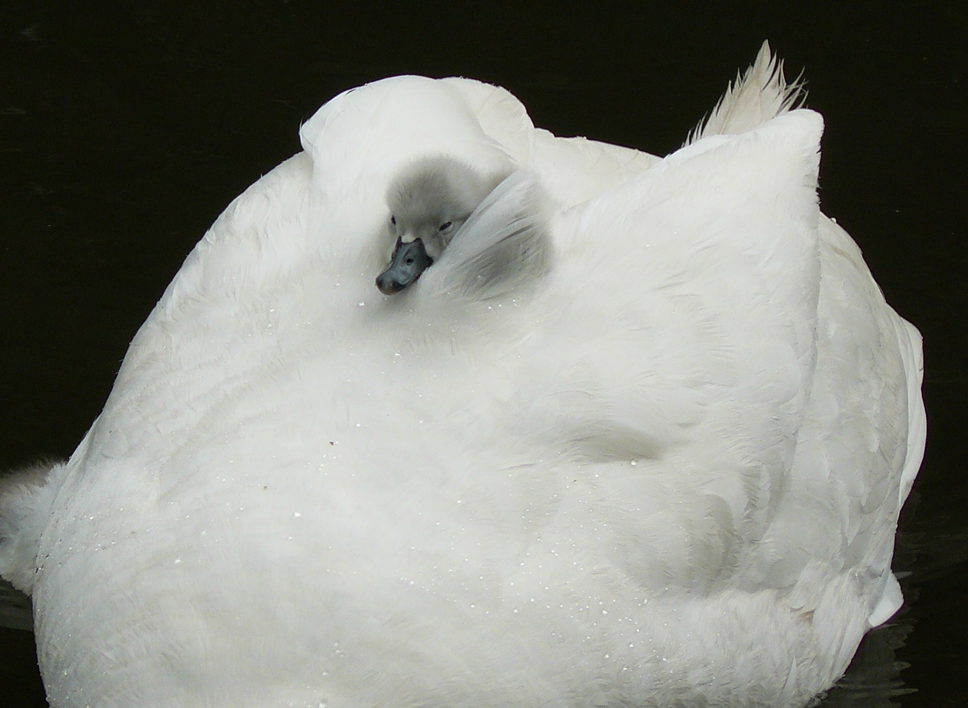 veilig onder moeders vleugels