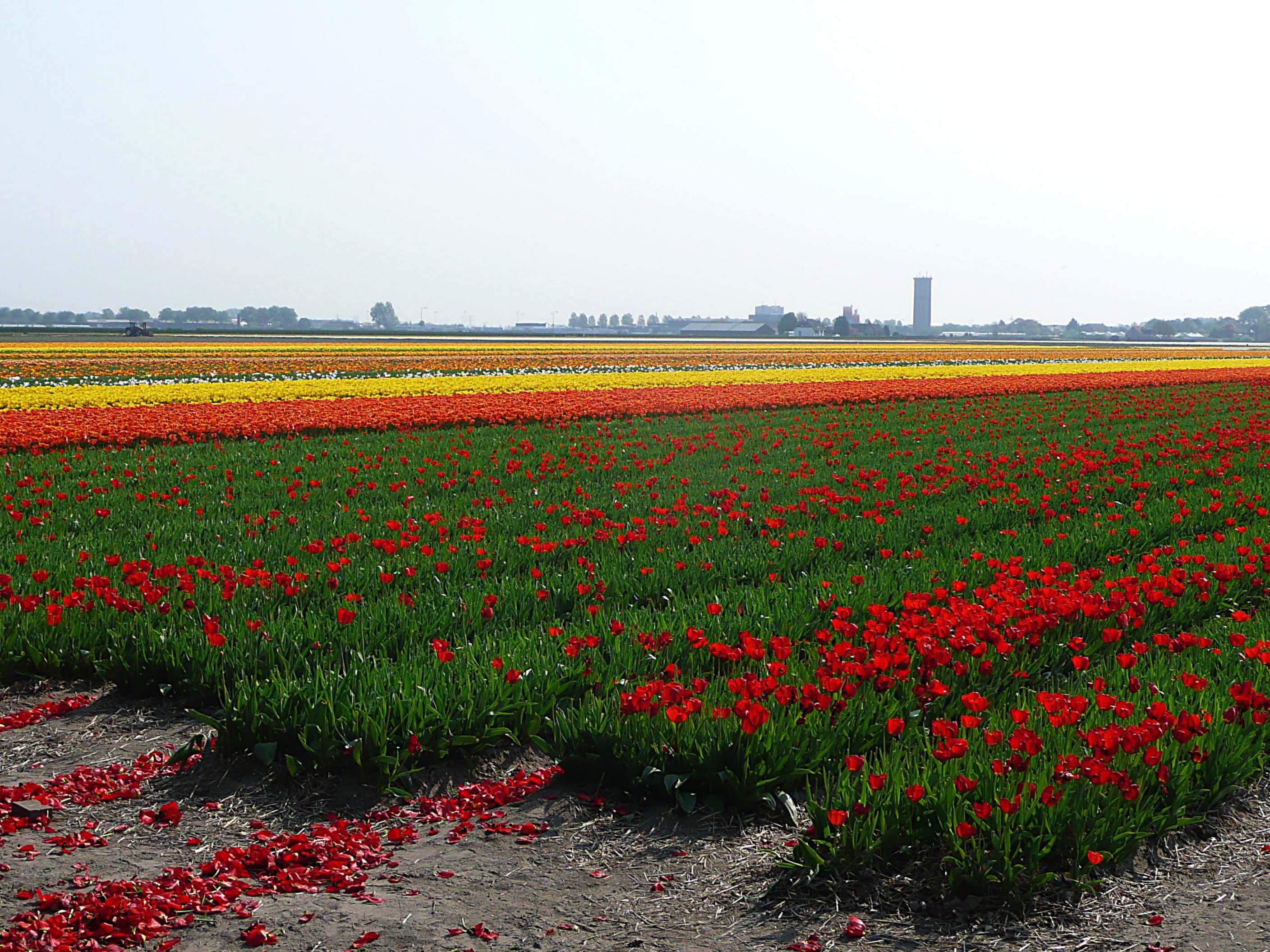 Bollenveld Lisse