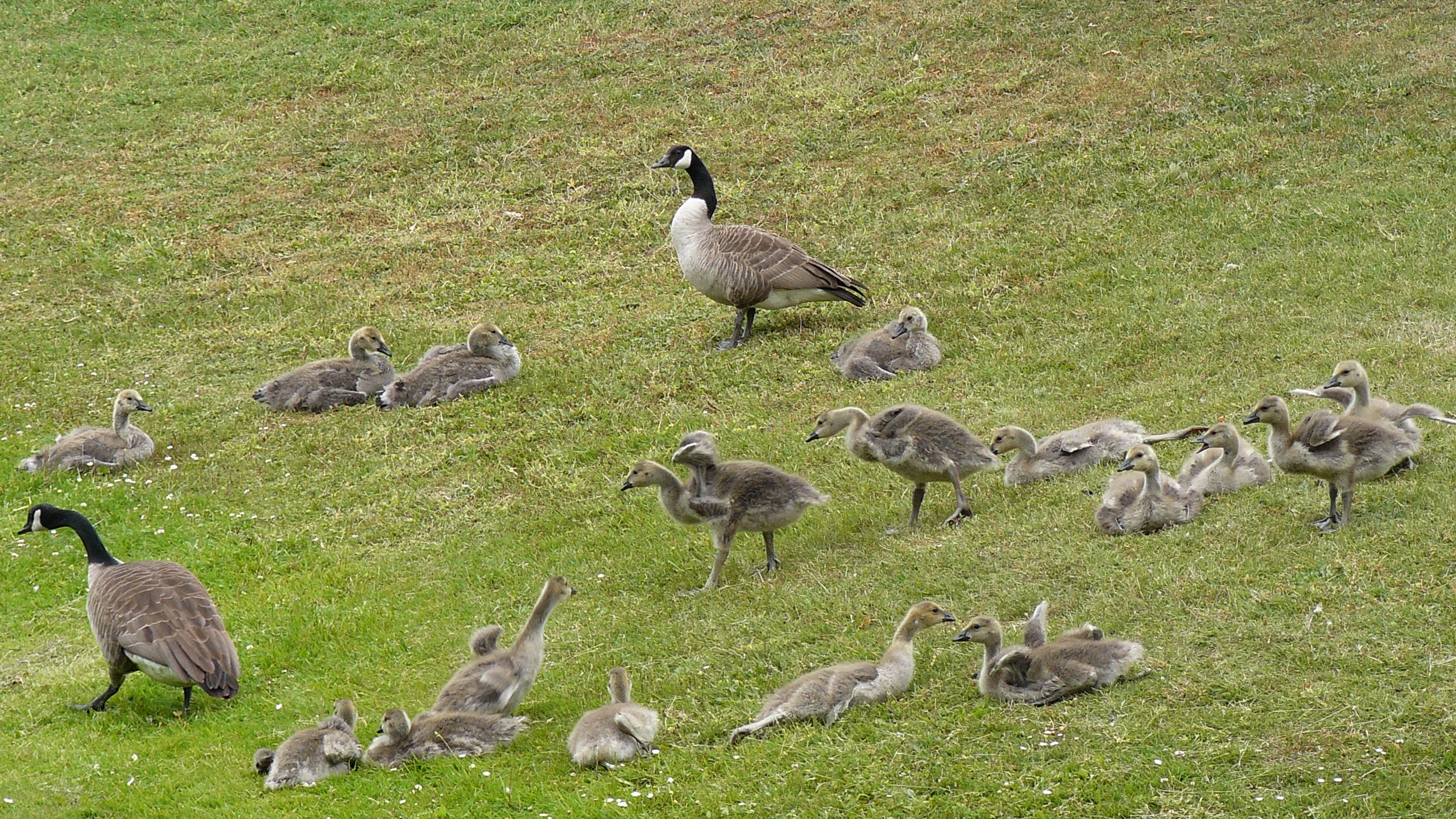 groot gezin grote canadese ganzen