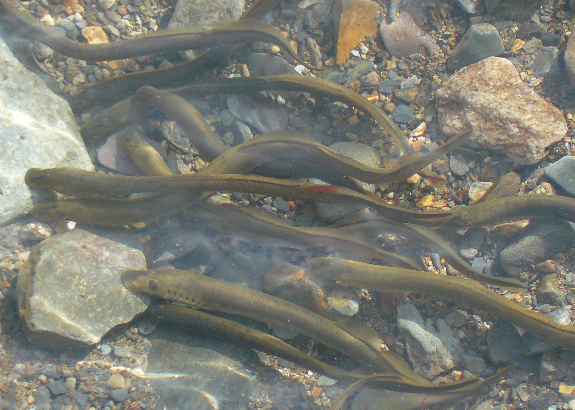 beekprikken; LAMPETRA planeri