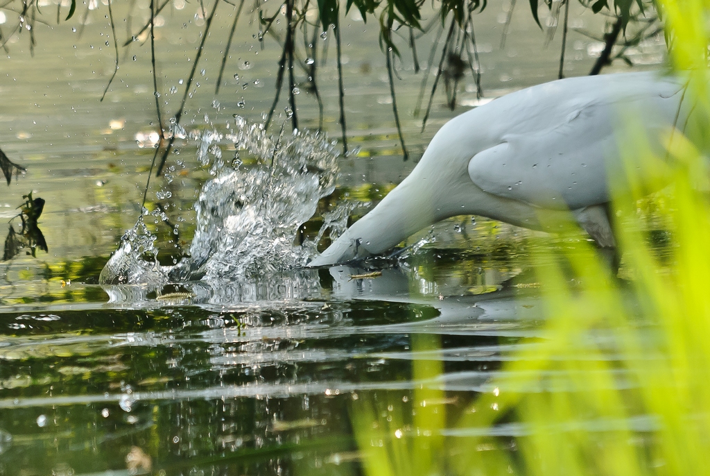 grote zilverreiger