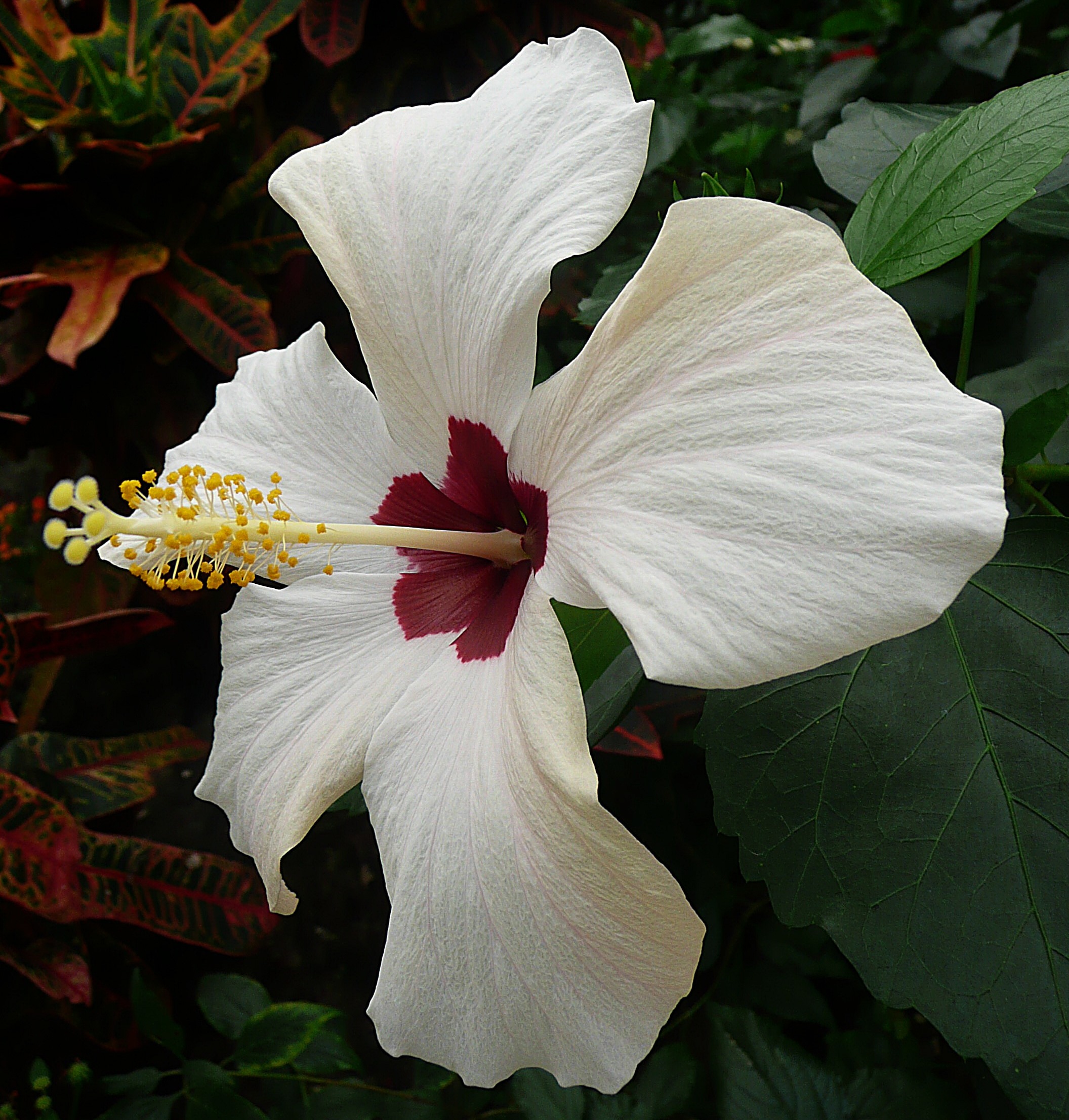 Hibiscus