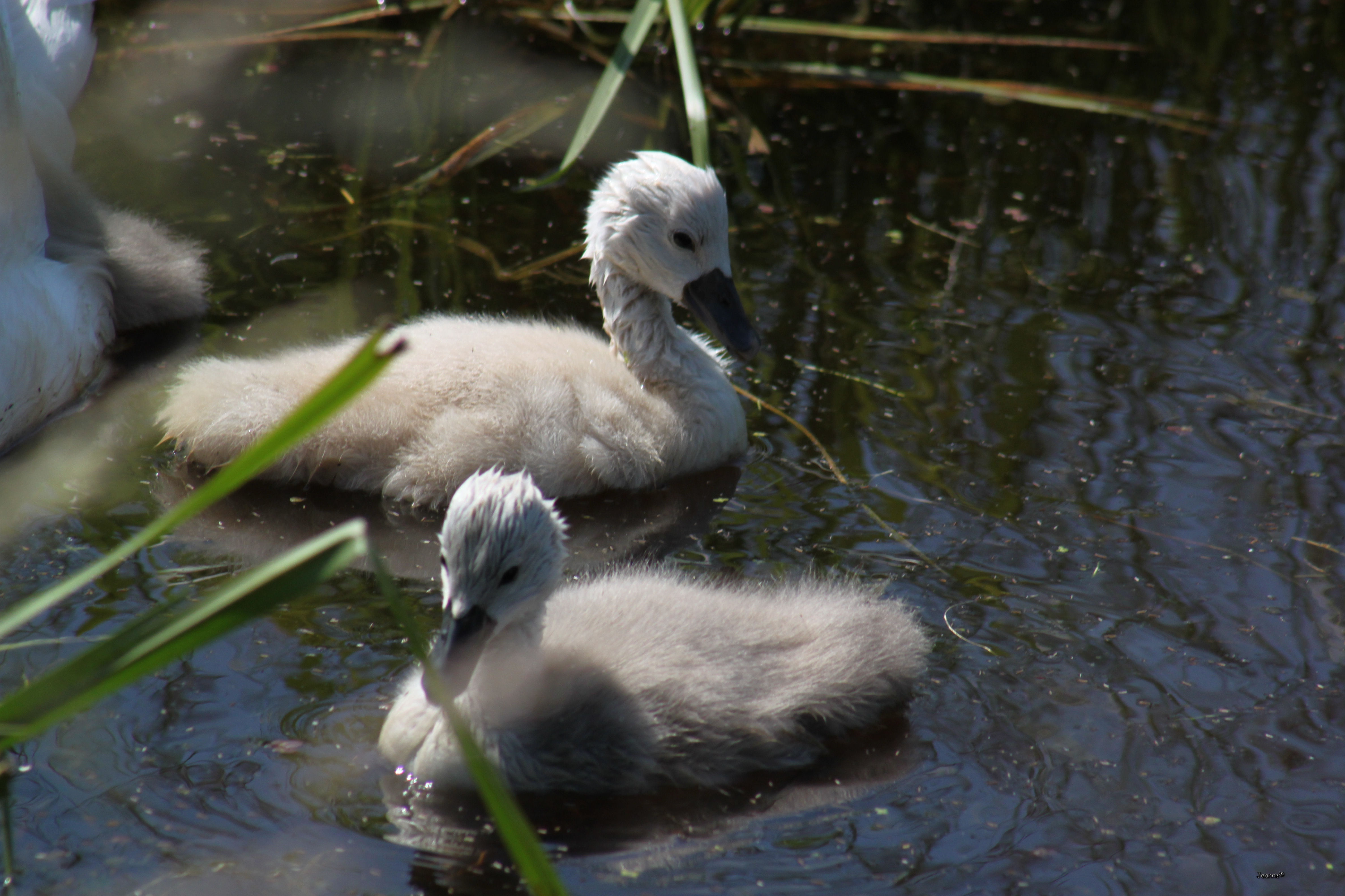 Zwanenjong