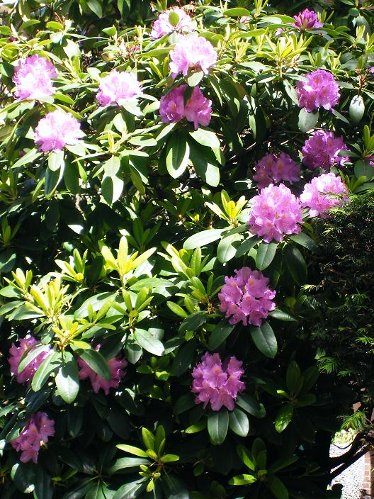 bloeiende rhododendrons